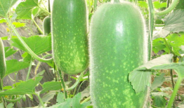 辽源吃瓜爆料视频大全集,视频大全集精彩回顾